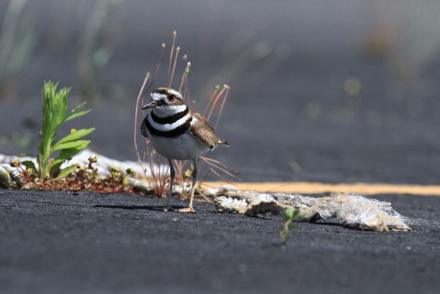 Killdeer