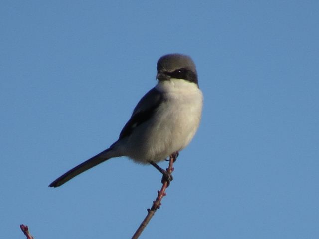 Loggerhead Shrike