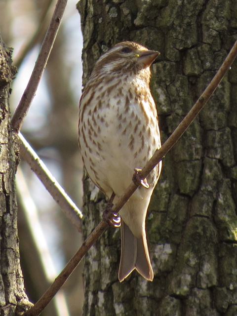 Purple Finches (with American Goldfinches)
