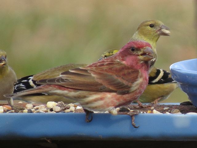 Purple Finches (with American Goldfinches)