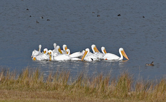 American White Pelican