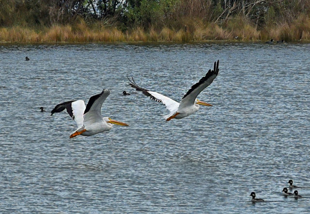 American White Pelican