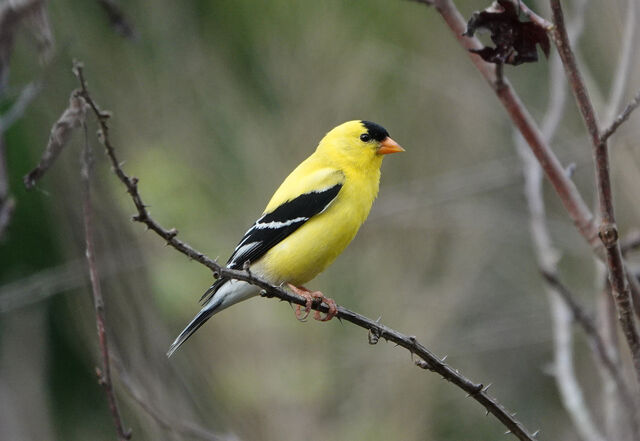 American Goldfinch
