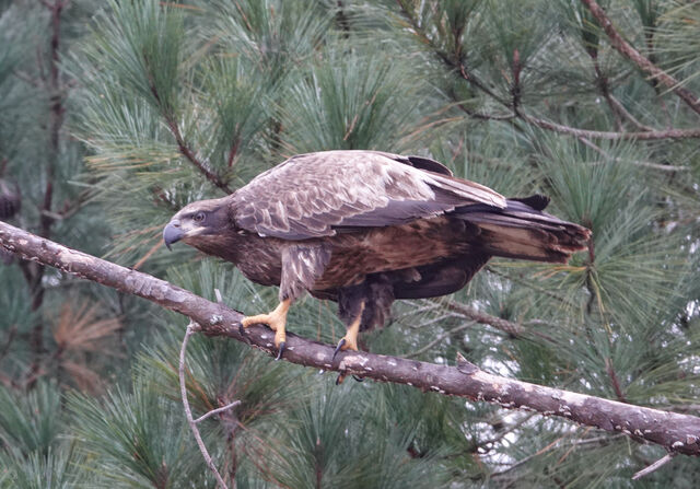 Bald Eagle