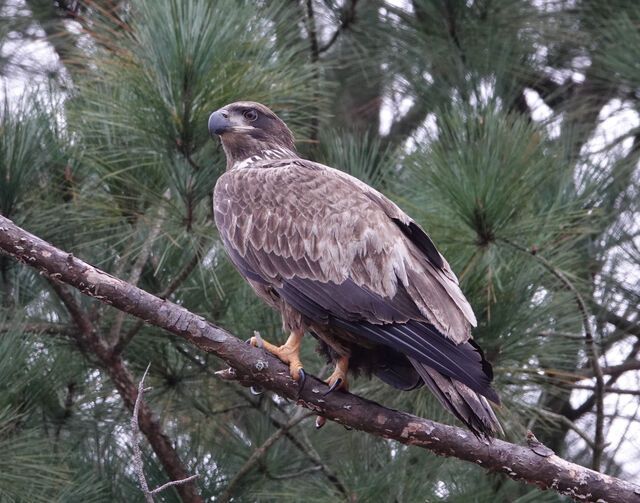 Bald Eagle