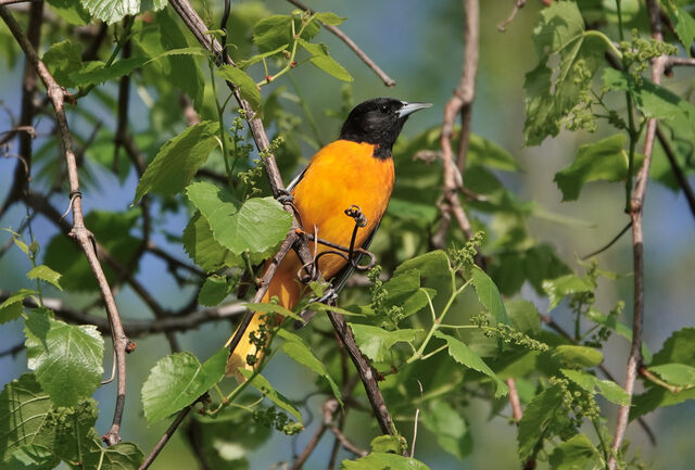 Baltimore Oriole