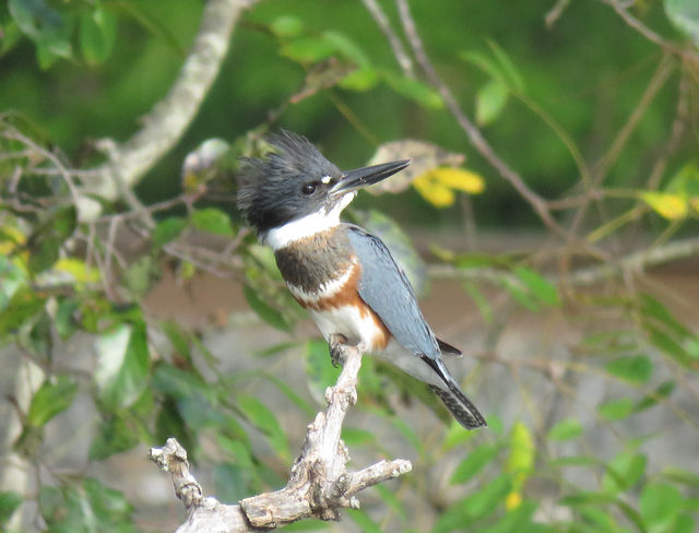 Belted Kingfisher