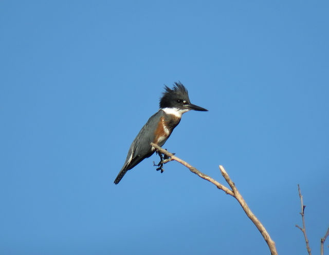 Belted Kingfisher