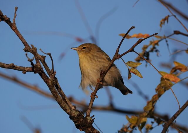 Blackpoll Warbler