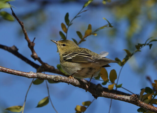 Blackpoll Warbler