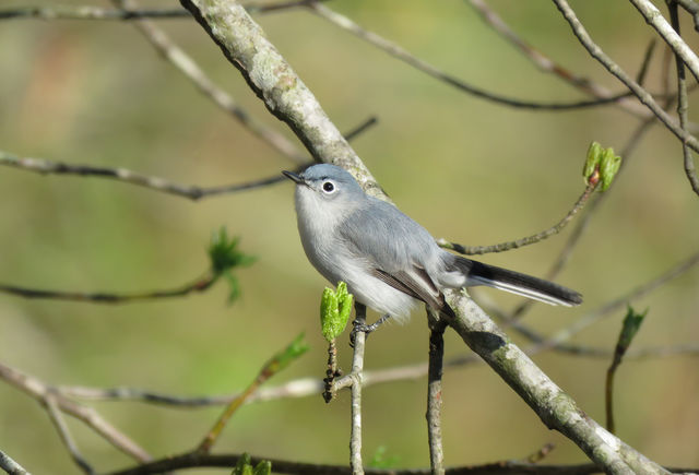 Blue-gray Gnatcatcher