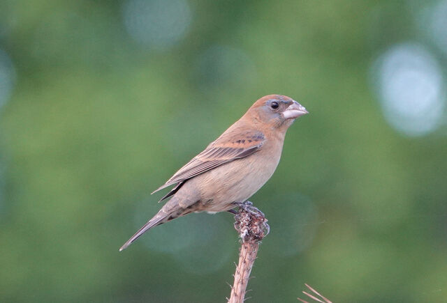 Blue Grosbeak