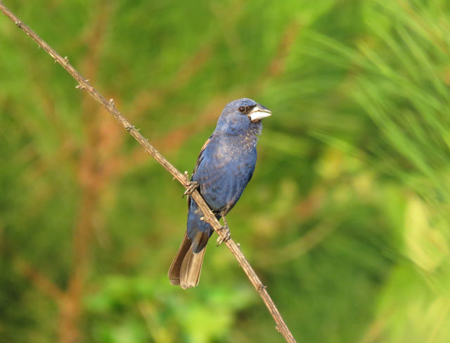 Blue Grosbeak