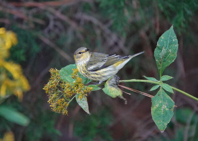 Cape May Warbler