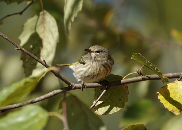 Cape May Warbler