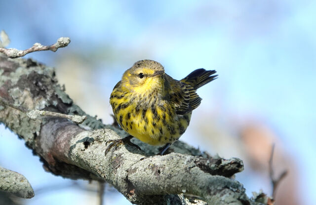 Cape May Warbler
