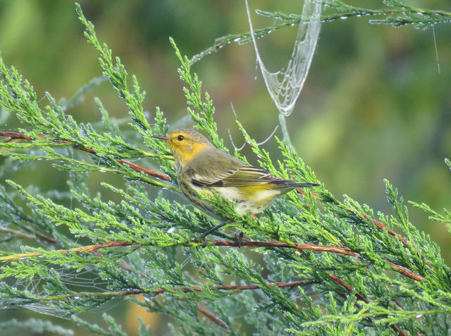 Cape May Warbler