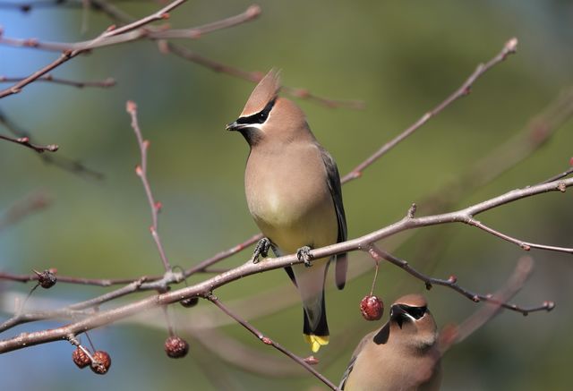 Cedar Waxwing