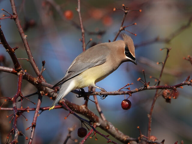 Cedar Waxwing