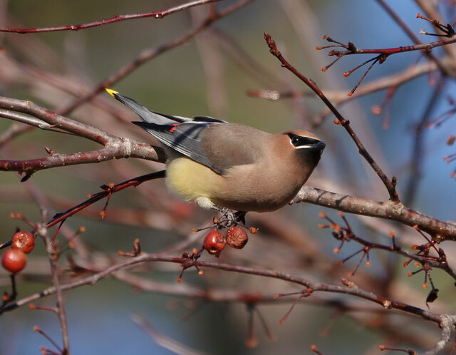 Cedar Waxwing