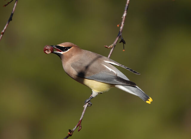 Cedar Waxwing