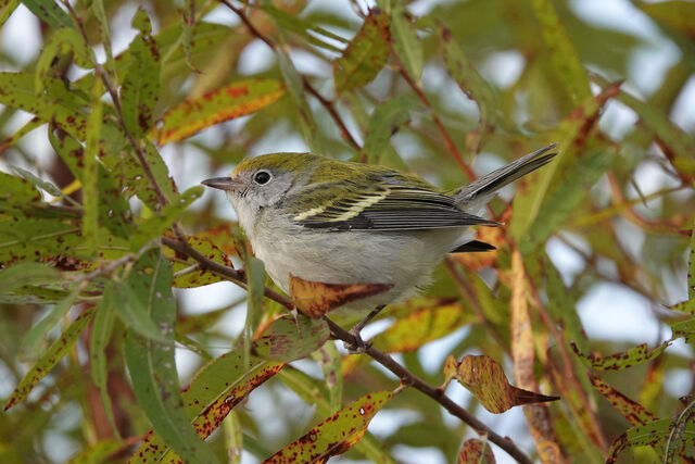 Chestnut-sided Warbler