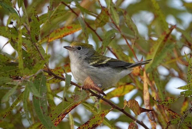 Chestnut-sided Warbler