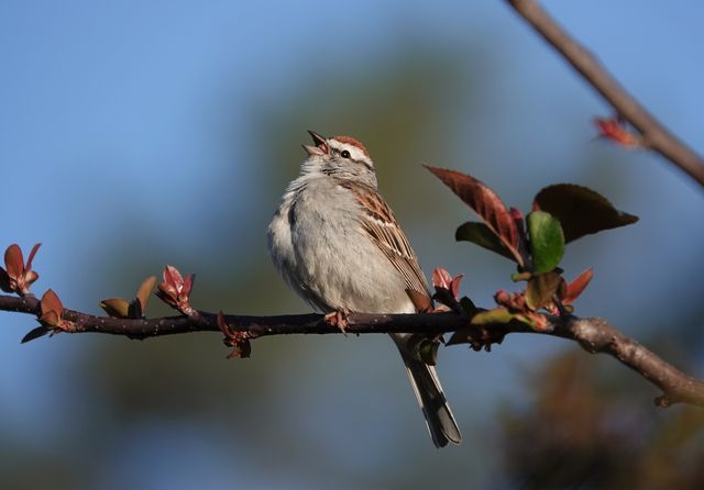 Chipping Sparrow