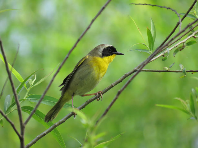 Common Yellowthroat