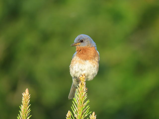 Eastern Bluebird