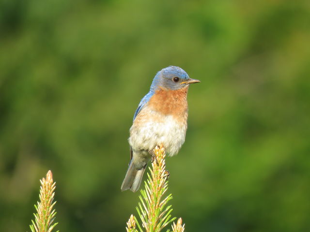 Eastern Bluebird