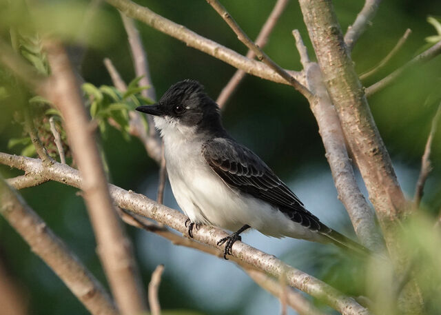 Eastern Kingbird