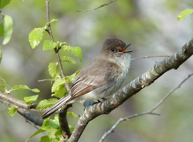 Eastern Phoebe