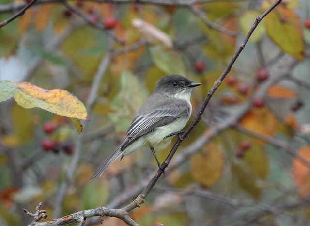 Eastern Phoebe
