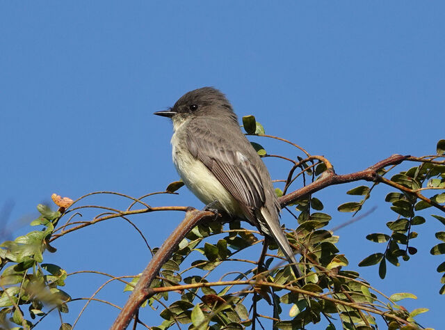 Eastern Phoebe