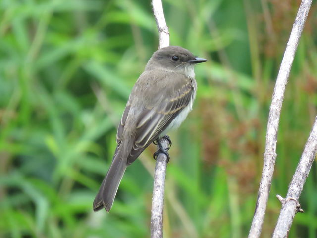 Eastern Phoebe