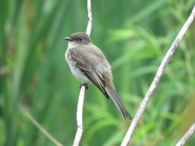 Eastern Phoebe