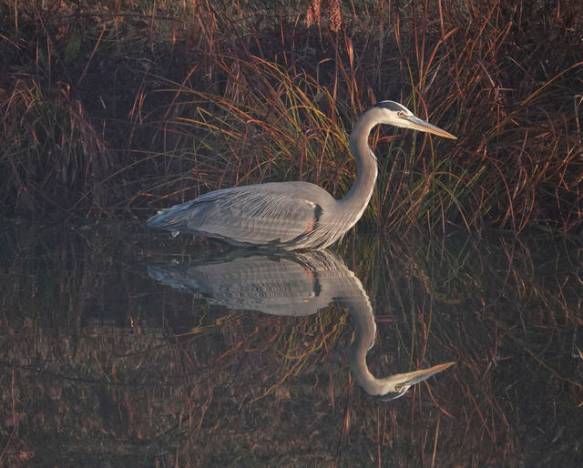 Great Blue Heron