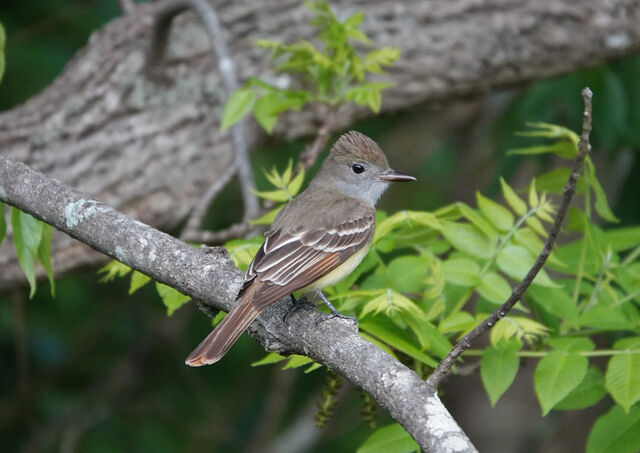 Great Crested Flycatcher