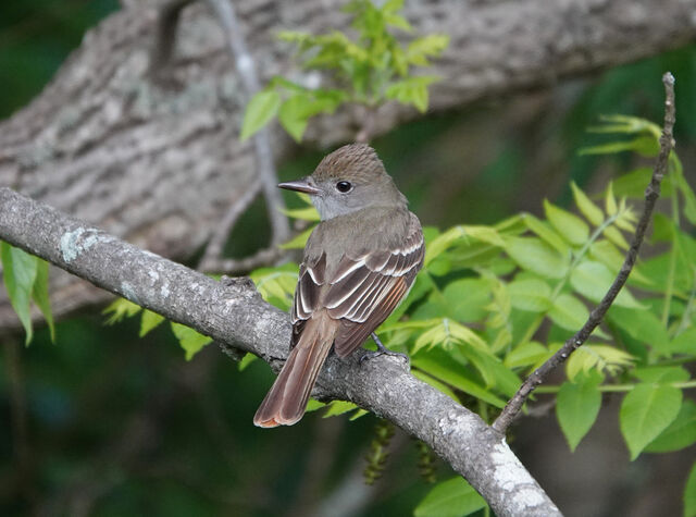 Great Crested Flycatcher