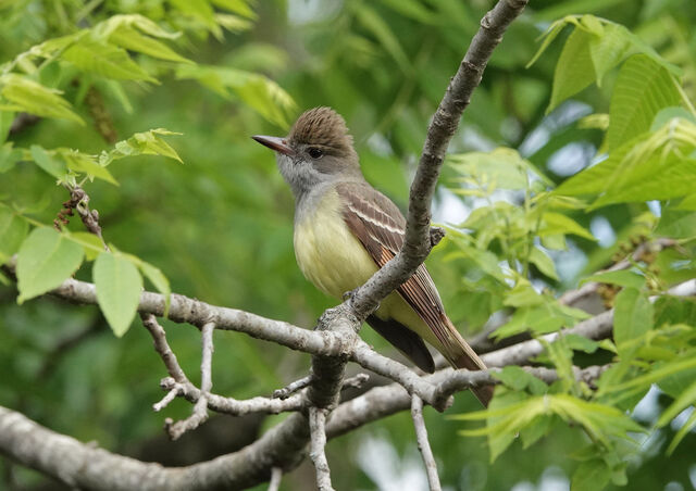 Great Crested Flycatcher