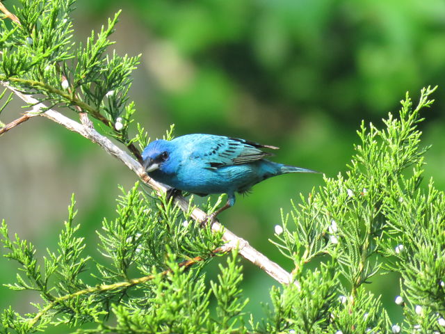 Indigo Bunting