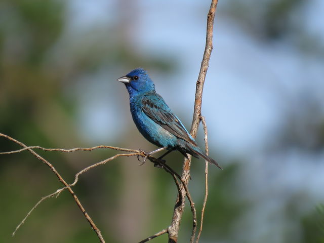 Indigo Bunting