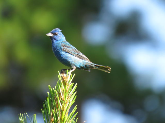 Indigo Bunting