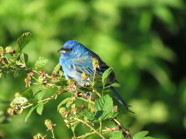 Indigo Bunting