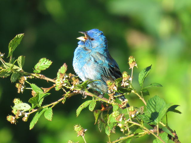 Indigo Bunting