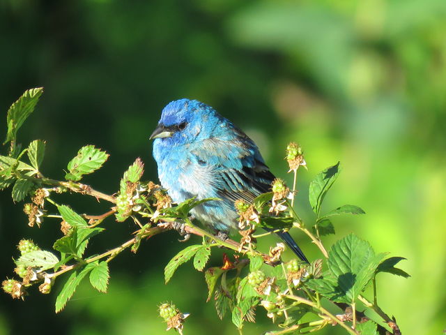 Indigo Bunting