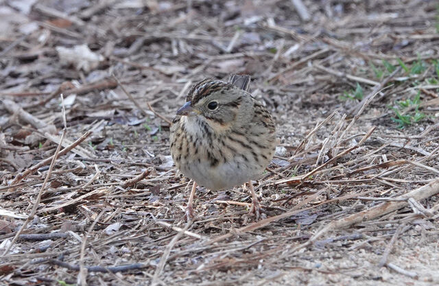 Lincoln's Sparrow
