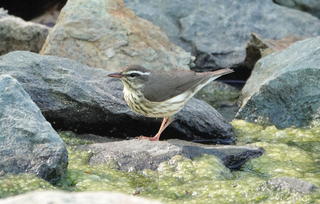 Louisiana Waterthrush