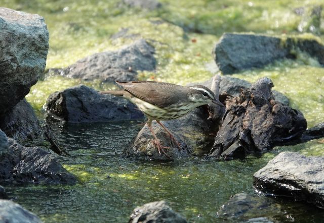 Louisiana Waterthrush